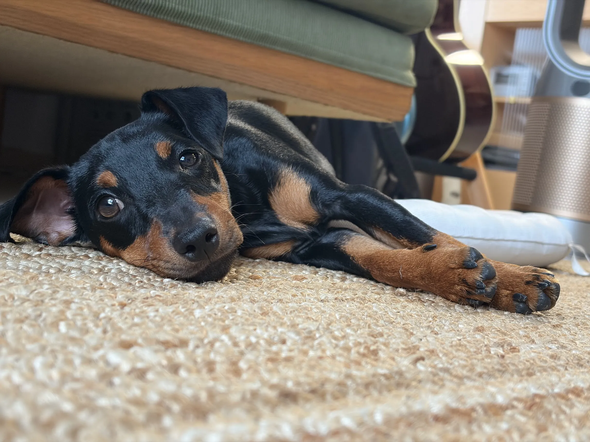 A black-and-tan dog resting on a woven rug.